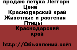 продаю петуха Леггорн › Цена ­ 500 - Краснодарский край Животные и растения » Птицы   . Краснодарский край